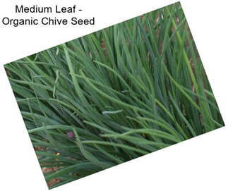 Medium Leaf - Organic Chive Seed