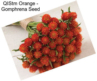 QIStm Orange - Gomphrena Seed
