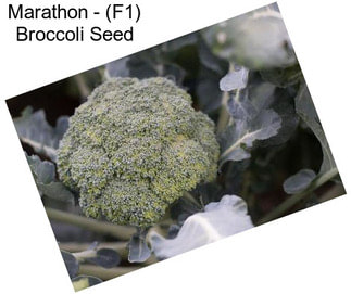 Marathon - (F1) Broccoli Seed