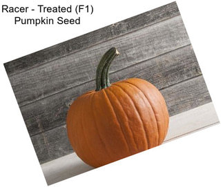 Racer - Treated (F1) Pumpkin Seed