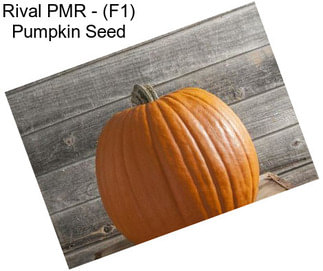 Rival PMR - (F1) Pumpkin Seed