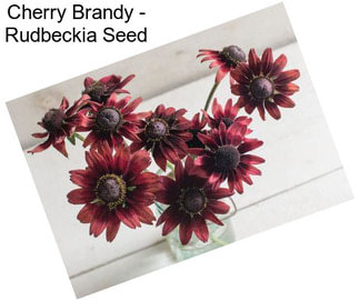 Cherry Brandy - Rudbeckia Seed