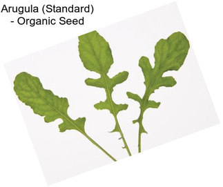 Arugula (Standard) - Organic Seed