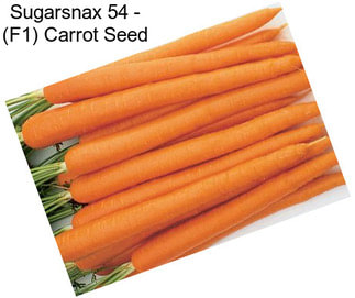 Sugarsnax 54 - (F1) Carrot Seed