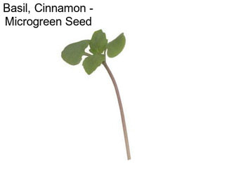 Basil, Cinnamon - Microgreen Seed