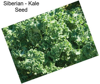 Siberian - Kale Seed