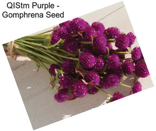 QIStm Purple - Gomphrena Seed
