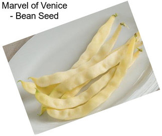 Marvel of Venice - Bean Seed