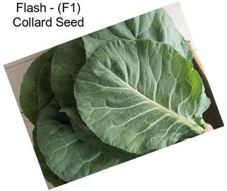Flash - (F1) Collard Seed