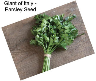 Giant of Italy - Parsley Seed