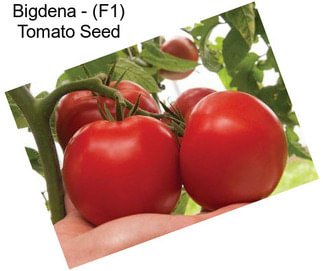 Bigdena - (F1) Tomato Seed