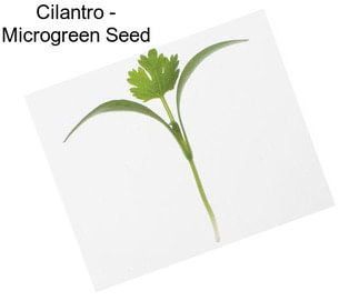 Cilantro - Microgreen Seed