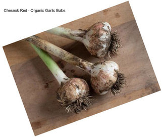 Chesnok Red - Organic Garlic Bulbs