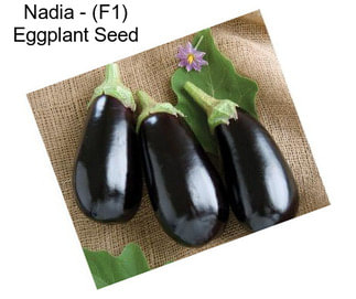 Nadia - (F1) Eggplant Seed