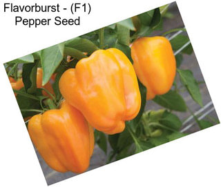 Flavorburst - (F1) Pepper Seed