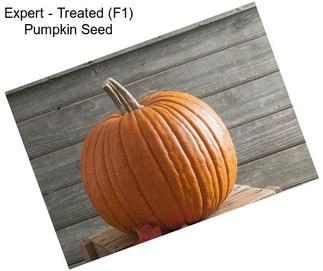 Expert - Treated (F1) Pumpkin Seed