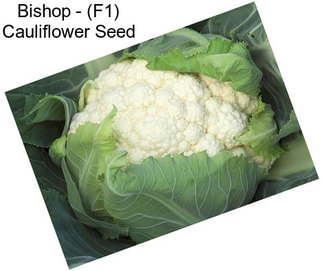 Bishop - (F1) Cauliflower Seed