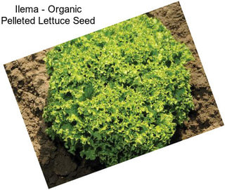 Ilema - Organic Pelleted Lettuce Seed