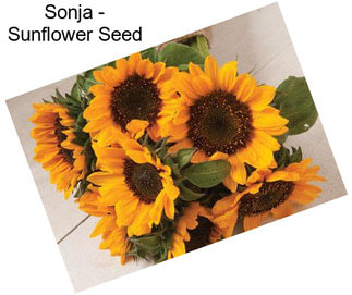 Sonja - Sunflower Seed
