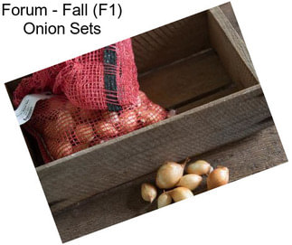 Forum - Fall (F1) Onion Sets