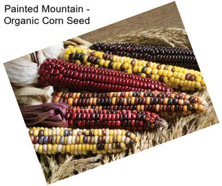 Painted Mountain - Organic Corn Seed