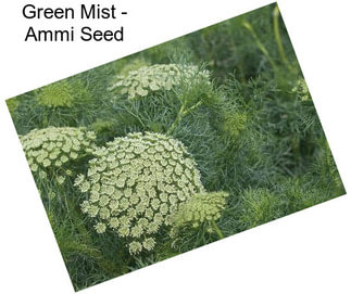 Green Mist - Ammi Seed