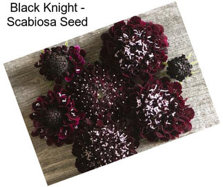 Black Knight - Scabiosa Seed