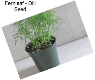Fernleaf - Dill Seed