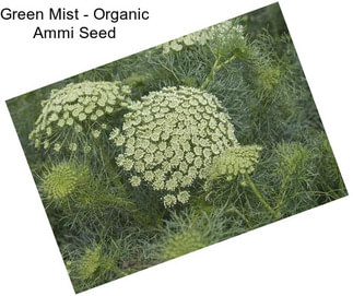 Green Mist - Organic Ammi Seed
