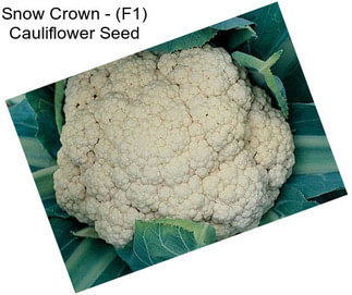 Snow Crown - (F1) Cauliflower Seed