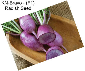 KN-Bravo - (F1) Radish Seed