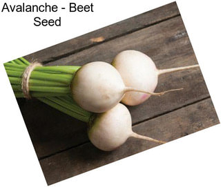 Avalanche - Beet Seed