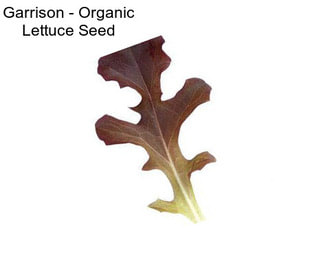 Garrison - Organic Lettuce Seed