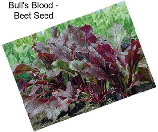 Bull\'s Blood - Beet Seed