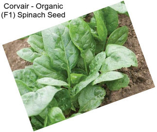 Corvair - Organic (F1) Spinach Seed