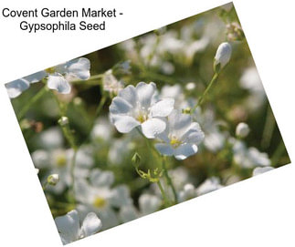 Covent Garden Market - Gypsophila Seed