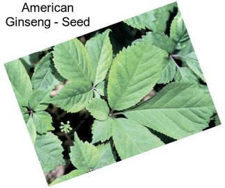 American Ginseng - Seed