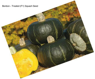 Bonbon - Treated (F1) Squash Seed