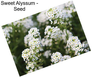 Sweet Alyssum - Seed