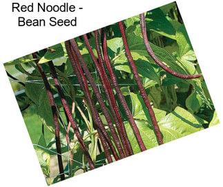 Red Noodle - Bean Seed