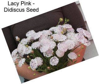 Lacy Pink - Didiscus Seed