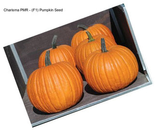 Charisma PMR - (F1) Pumpkin Seed