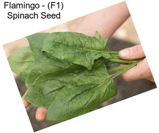 Flamingo - (F1) Spinach Seed