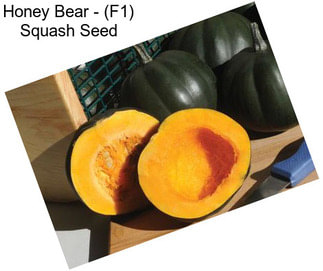 Honey Bear - (F1) Squash Seed