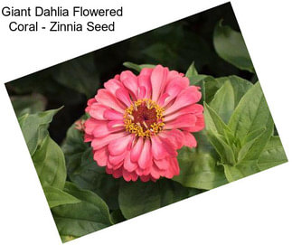 Giant Dahlia Flowered Coral - Zinnia Seed