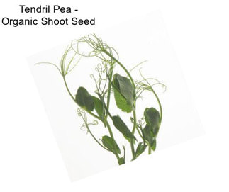 Tendril Pea - Organic Shoot Seed