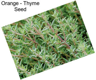 Orange - Thyme Seed