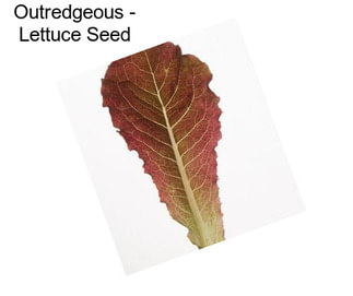 Outredgeous - Lettuce Seed