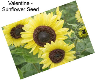 Valentine - Sunflower Seed