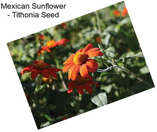 Mexican Sunflower - Tithonia Seed